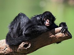 Black-Faced Spider Monkey